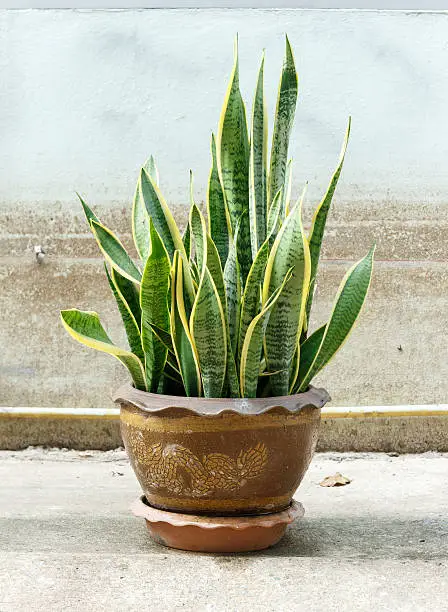 Photo of Sansevieria trifasciata