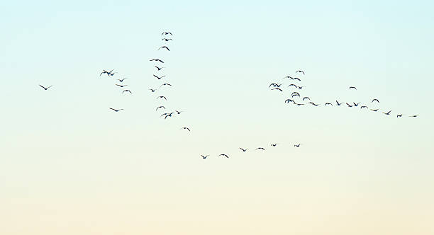 istock Flock of geese flying in a blue sky 517541108