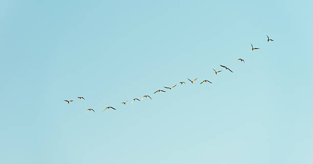 istock Flock of geese flying in a blue sky 517541270