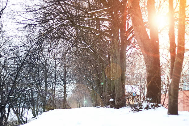 istock alley pathway park winter 517541856