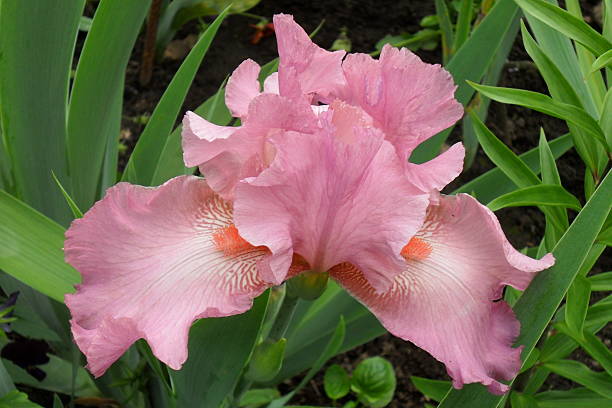 istock rare pink iris flower on a natural green grass background 517541998