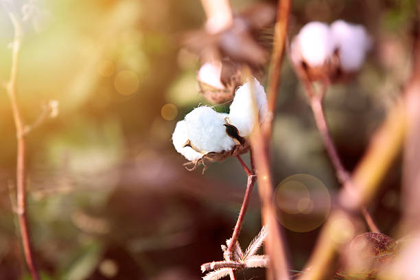 istock Cotton field during early morning 517543280