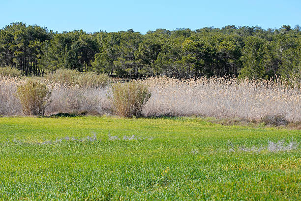 istock The meadow landscape with reeds 517543766