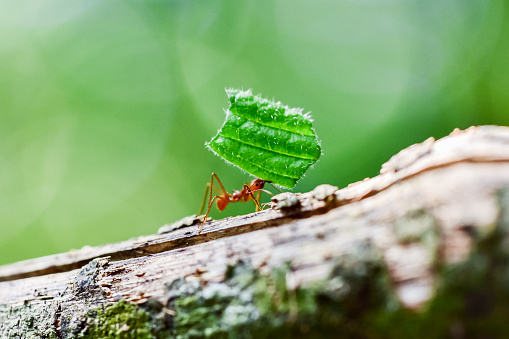 Ants are carrying on leaves - close up of ant