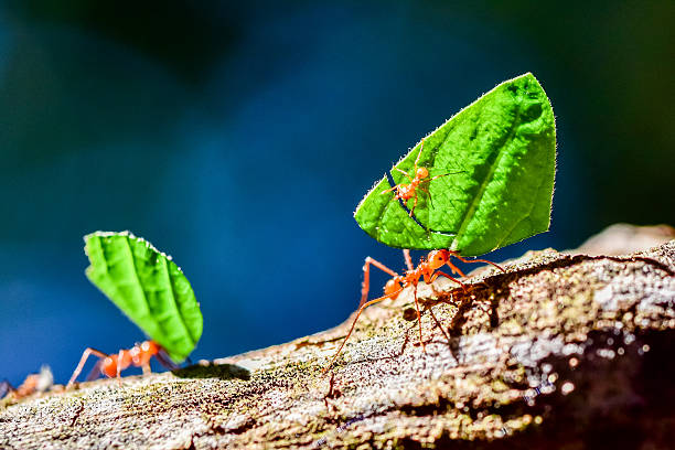 istock Ants are carrying on leaves in nature 517543952