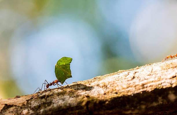 istock Ants are carrying on leaves in nature 517544176
