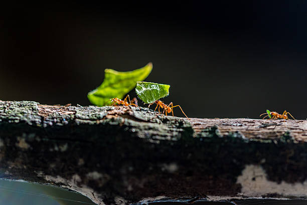 istock Ants are carrying on leaves in nature 517544738