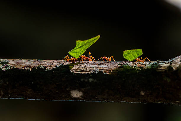 Ants are carrying on leaves in nature Ants are carrying on leaves - close up of ant musical instrument bridge stock pictures, royalty-free photos & images