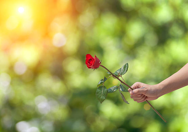 istock Female hand holding a single red rose over green background 517546100