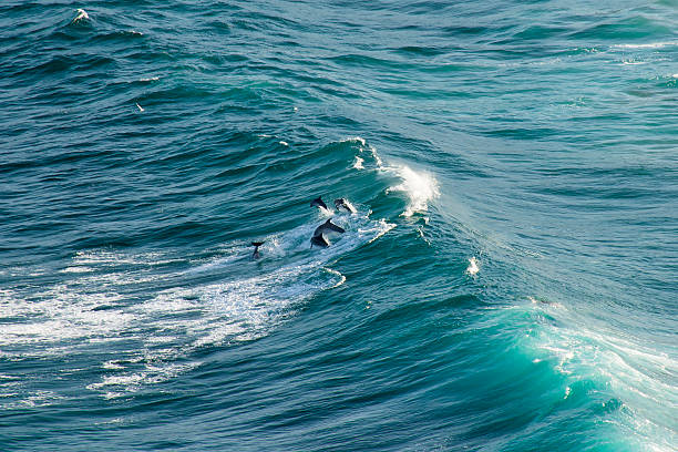 istock Dolphins in the ocean 517546958