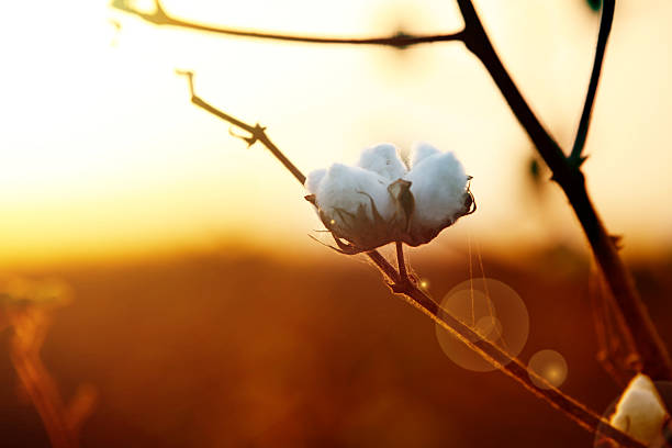 날것 코튼 - cotton plant dry branch 뉴스 사진 이미지