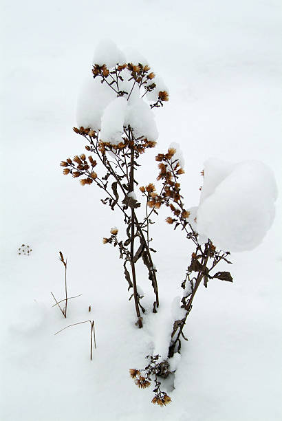 istock Withered plant in the snow 517547237