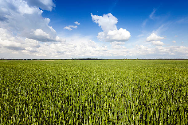istock immature cereals , field 517547790
