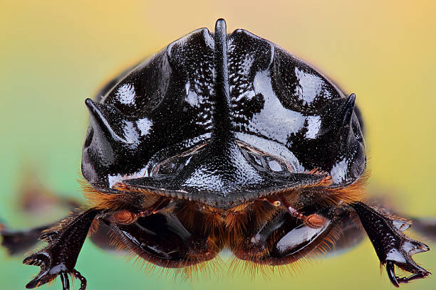 Male of beetle (Copris lunaris). Extreme macro