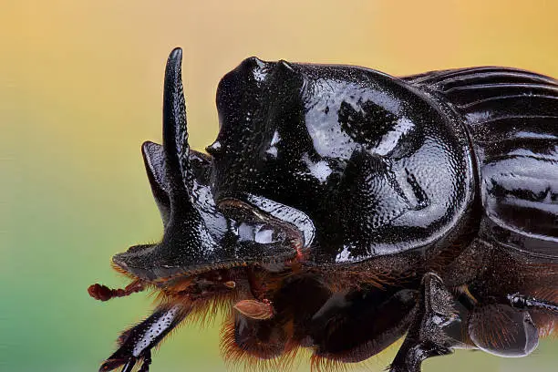 Male of beetle (Copris lunaris). Extreme macro