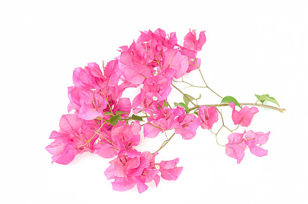 istock Pink blooming bougainvilleas 517549165
