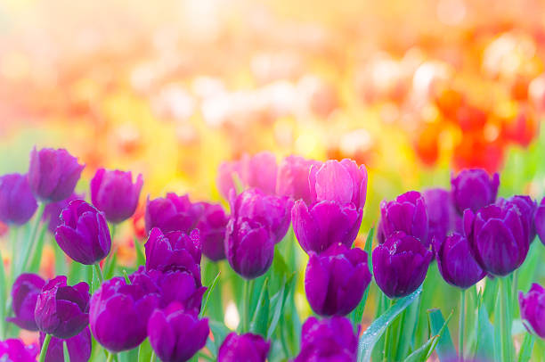 istock Beautiful tulips on green bokeh background 517549531