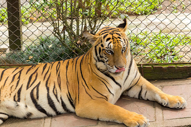 istock tiger (Panthera tigris) licking his nose 517549539
