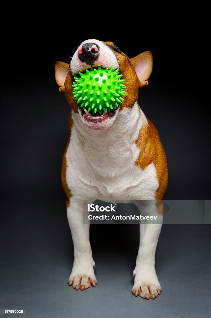 Green ball dog Funny bull terrier playing with spiked green ball on grey background Activity Stock Photo