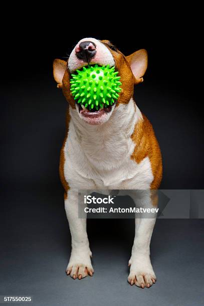 Green Ball Dog Stock Photo - Download Image Now - Activity, Animal, Animal Mouth