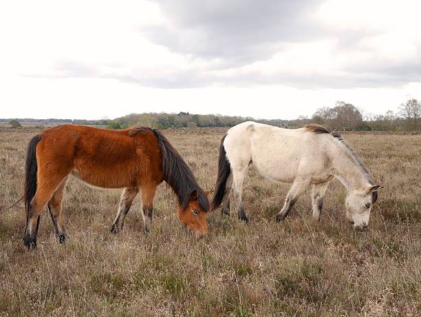 istock wild horses foraging heath new forest national park 517550435