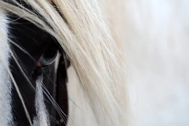 Gypsy horse in winter.