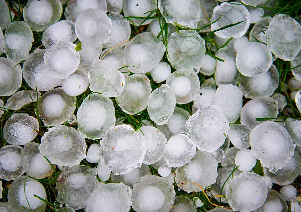 Hail stones sitting on the lawn after a summer thunderstorm