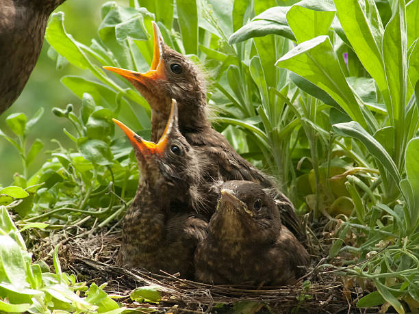 istock Blackbird babies and  mother in nest 517551271