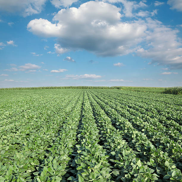 istock Agriculture, soy plant field 517551547
