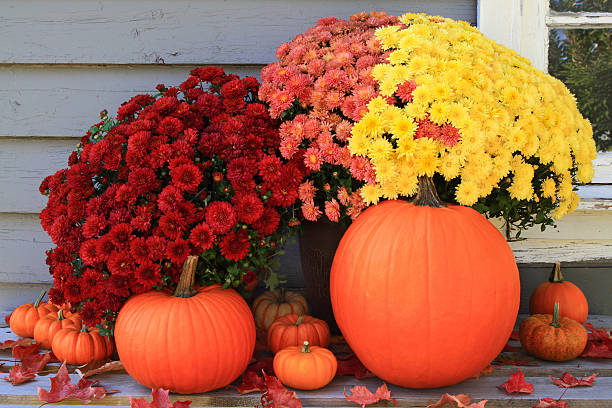Autumn and Thanksgiving decoration Picture of beautiful arrangement of typical for Autumn and Thanksgiving pumpkins, mini pumpkins and red, yellow and pink fall mums in front of country old wooden home used as background chrysanthemum photos stock pictures, royalty-free photos & images