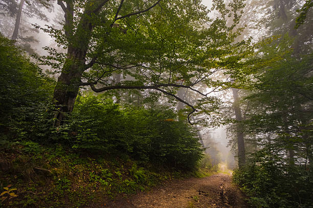 istock Mystical deep fog in a forest 517551651