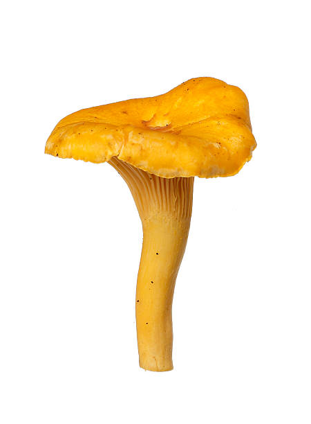 cantarelo - chanterelle golden chanterelle edible mushroom mushroom imagens e fotografias de stock