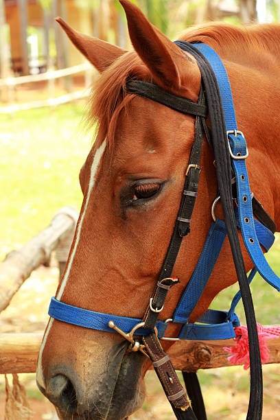 istock Face horse in the farm 517552999