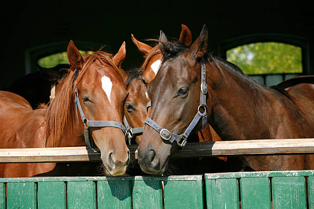 istock Funny thoroughbred horses standing in the stable door 517554583