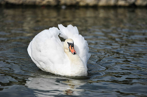 istock Beautiful young swan in lake 517554921