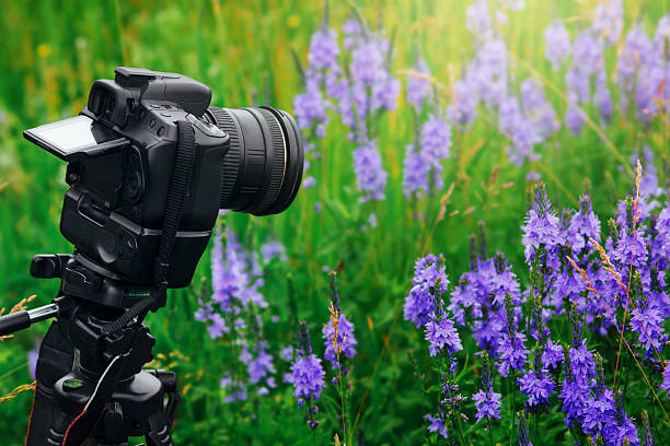 istock Digital professional camera on tripod shoot flowers in garden 517569240