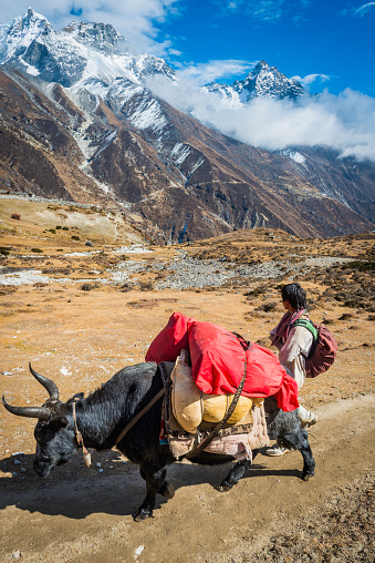 Namche Bazaar, Nepal - November 1, 2014: Yak driver leading dzo yak carrying red expedition bags along an earth trail high in the remote Himalaya mountains of Nepal.