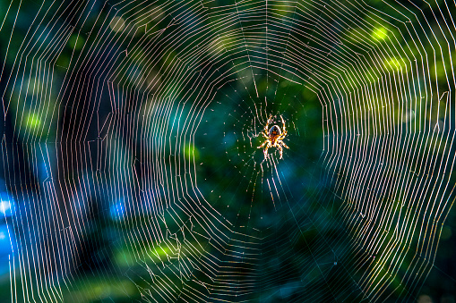 close up:spider on net in sunshine