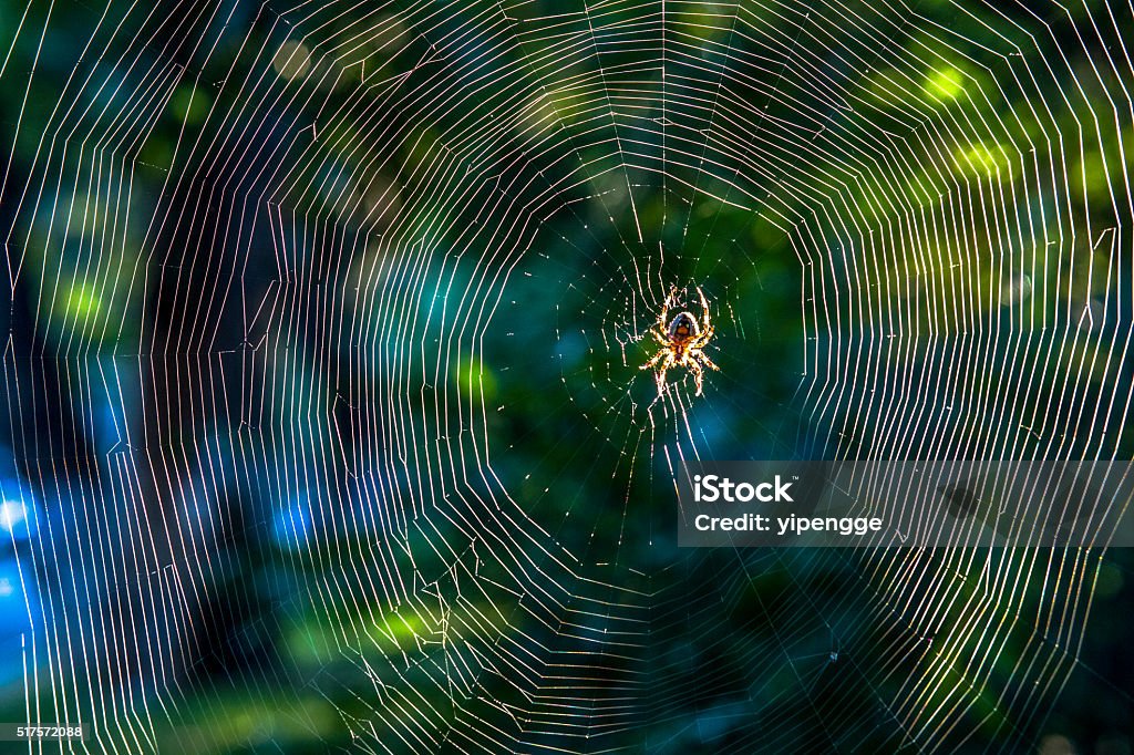 close up:spider on net in sunshine Spider Stock Photo