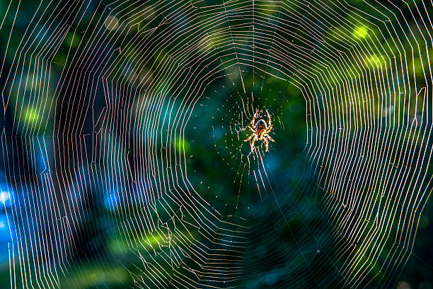 close up:spider on net in sunshine stock photo