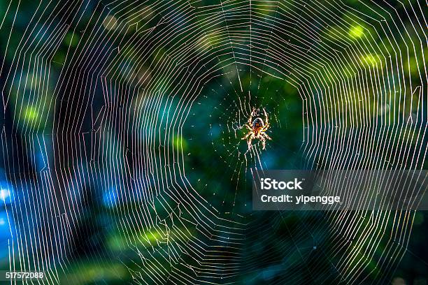 Close Upspider On Net In Sunshine Stock Photo - Download Image Now - Spider, Spider Web, Internet