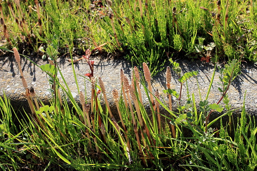 Equisetum arvense, the field horsetail or common horsetail is a herbaceous perennial plant, native throughout the arctic and temperate regions of the northern hemisphere. It has separate sterile non-reproductive and fertile spore-bearing stems, growing from a perennial underground rhizomatous stem system.