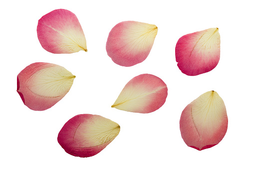 Pressed and dried delicate pink petals of rose flowers.