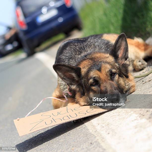 Sad Abandoned Dog Stock Photo - Download Image Now - Animal, Airplane, Chalkboard - Visual Aid
