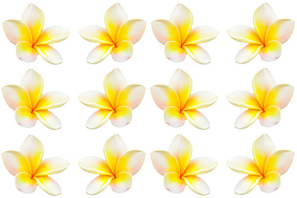 istock Beautiful Plumeria flower isolated 517573788