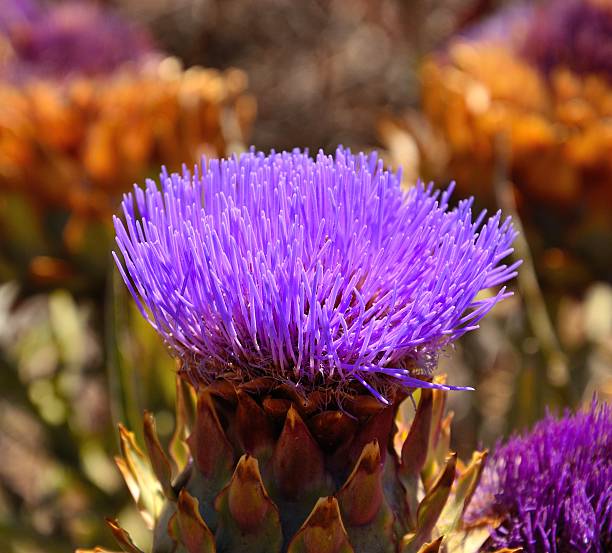 Colorful wild artichoke flower in full splendor