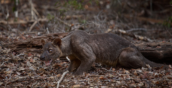 Endemic fossa (Cryptoprocta Ferox) in the dry forest of Madagascar