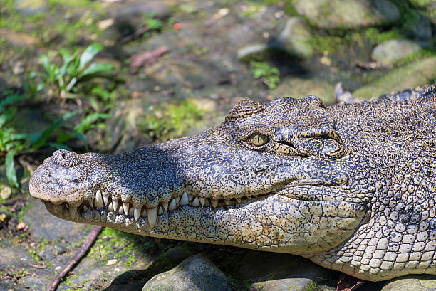 crocodilo de boca - crocodile alligator australia animal teeth imagens e fotografias de stock