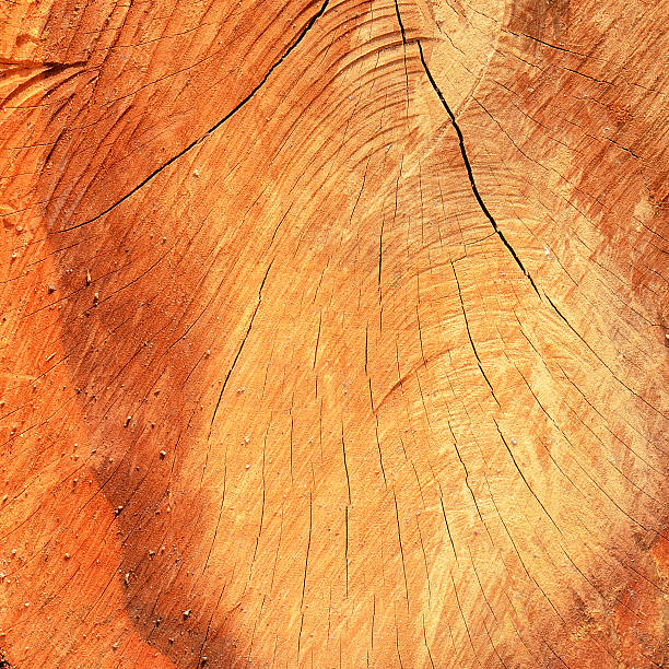 istock Abstract crack wood for the background 517575386