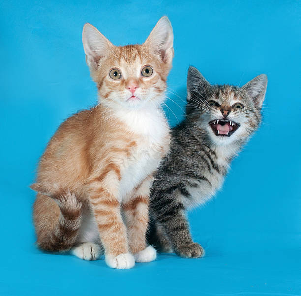 istock Red and striped kitten meow on blue 517575577